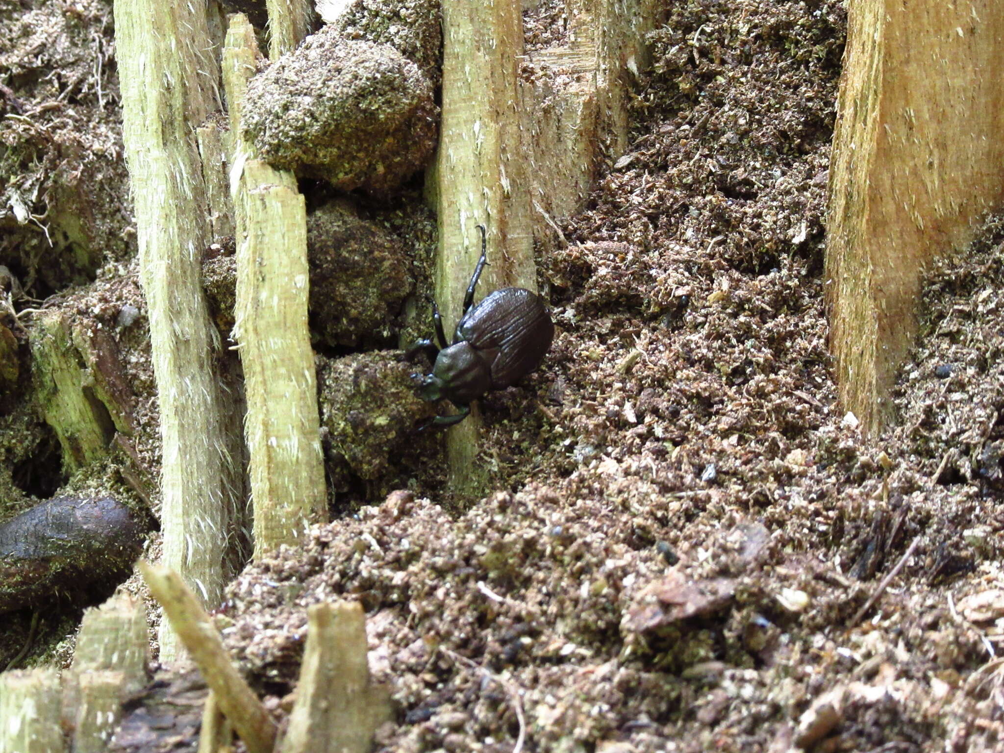 Sivun Osmoderma scabra (Palisot de Beauvois 1805) kuva