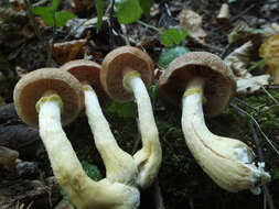 Image of Armillaria cepistipes Velen. 1920