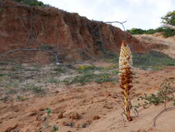 Image of Orobanche densiflora Salzm. ex Reuter