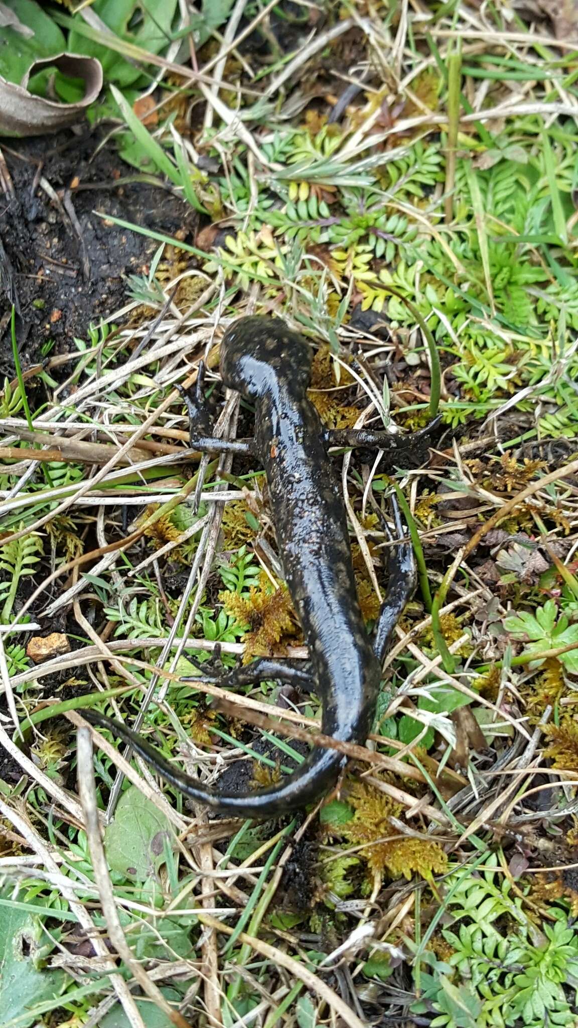 Image of Ambystoma rivulare (Taylor 1940)