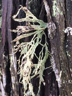 Image of farinose cartilage lichen