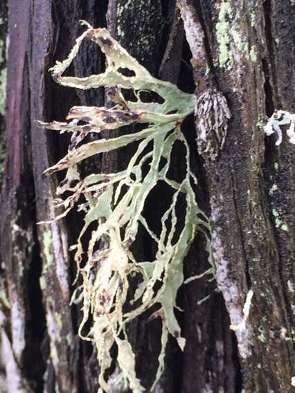 Ramalina farinacea (L.) Ach.的圖片