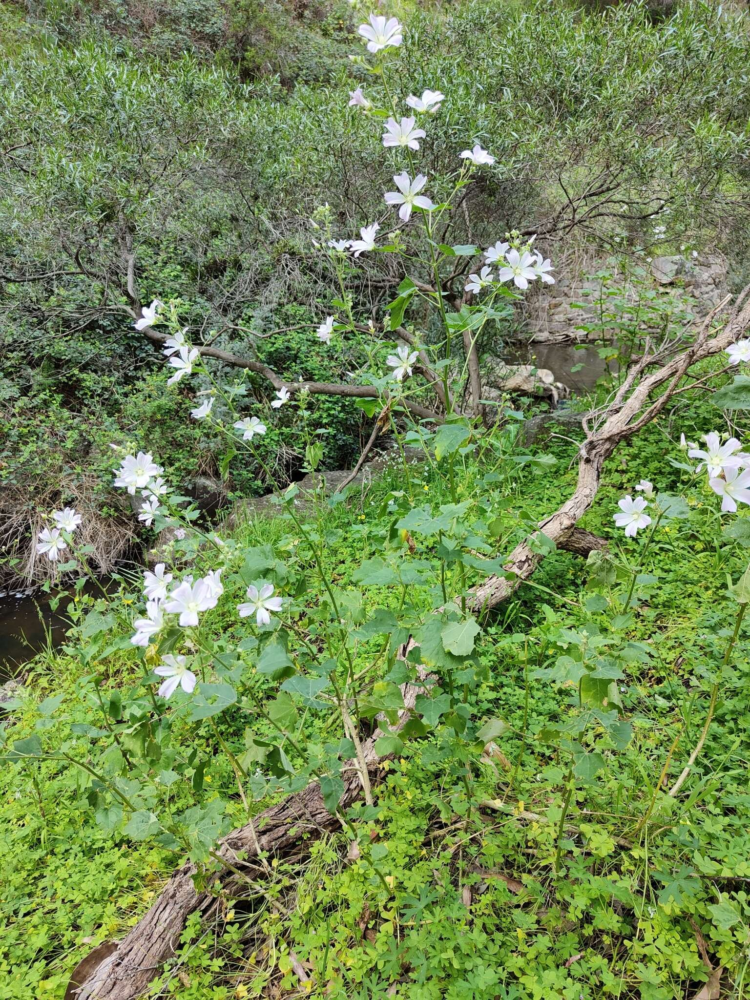 Image of Malva australiana M. F. Ray