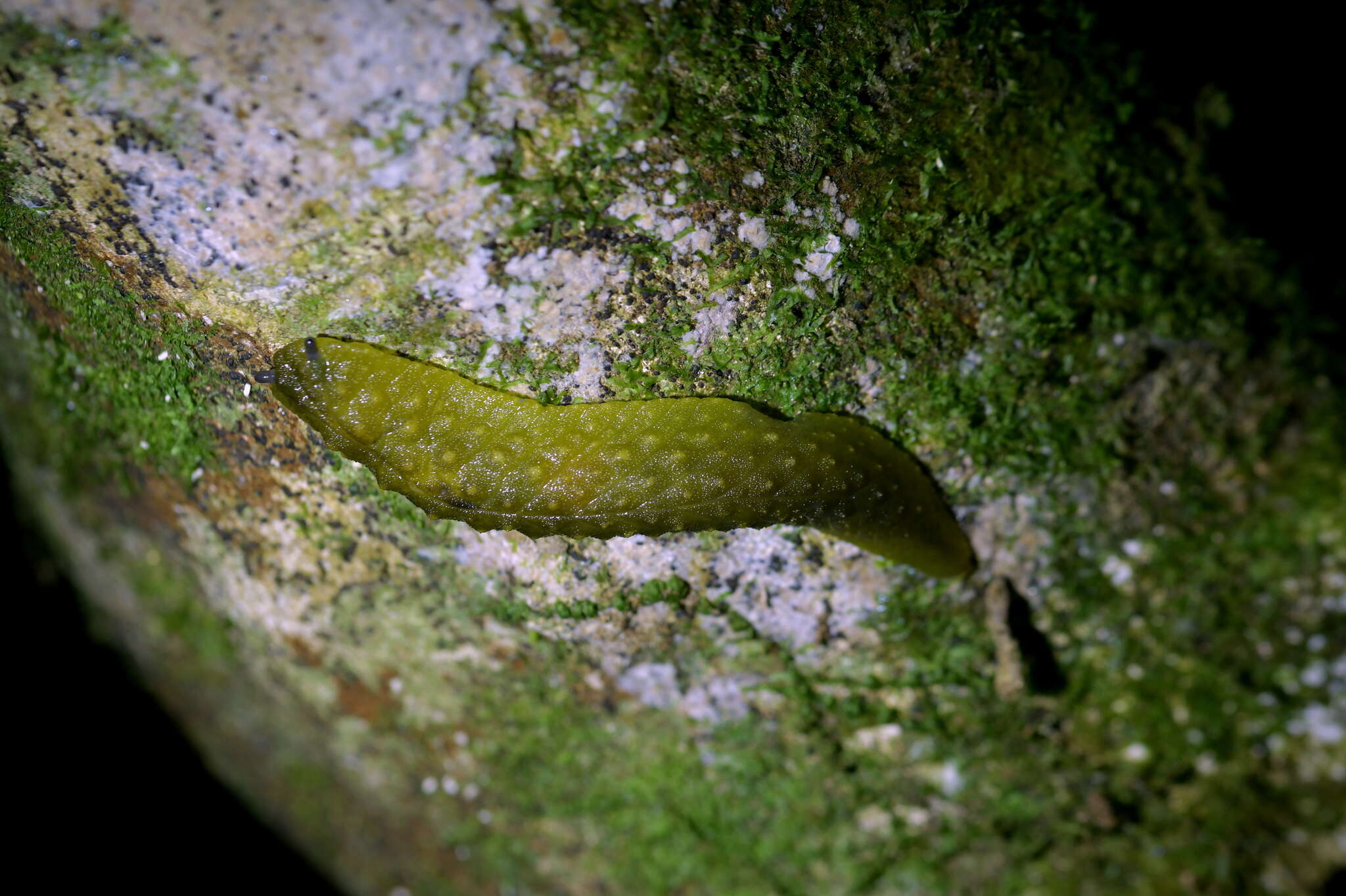 Imagem de Athoracophorus papillatus (F. W. Hutton 1879)