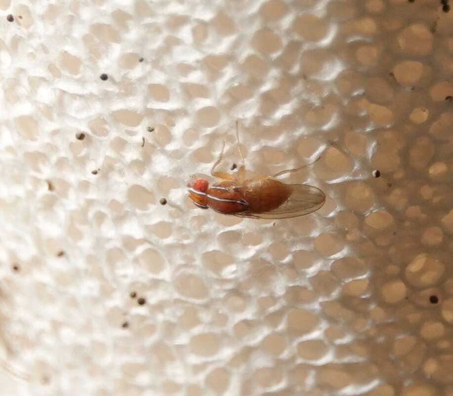 Image of African Fig Fly