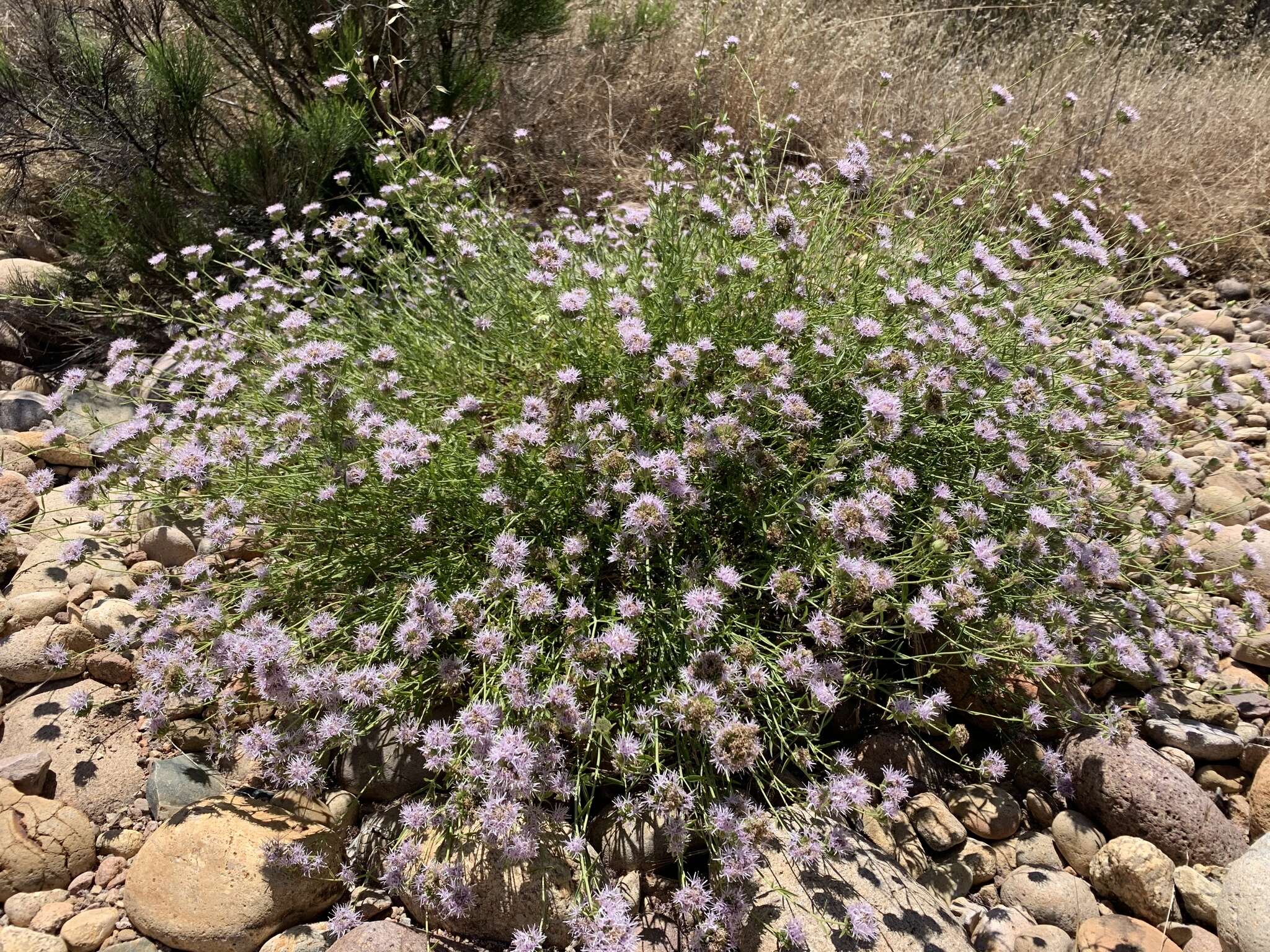 Image of Willowy Mountainbalm