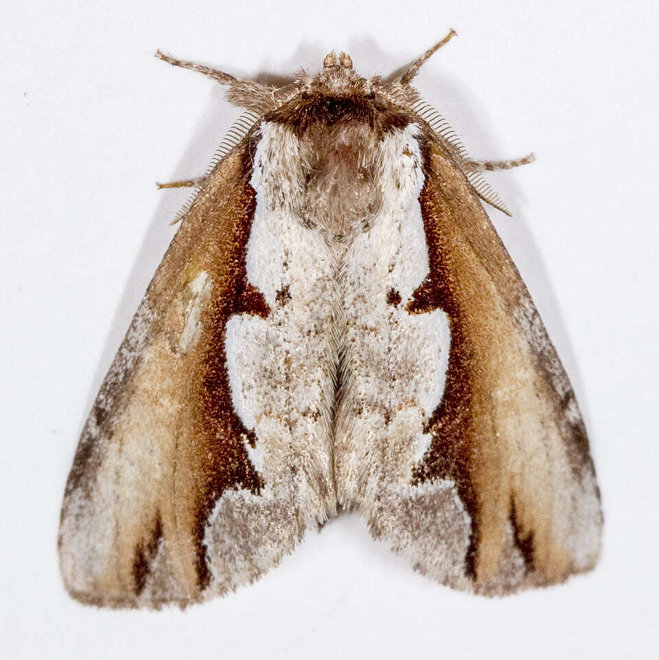 Image of Double-toothed Prominent