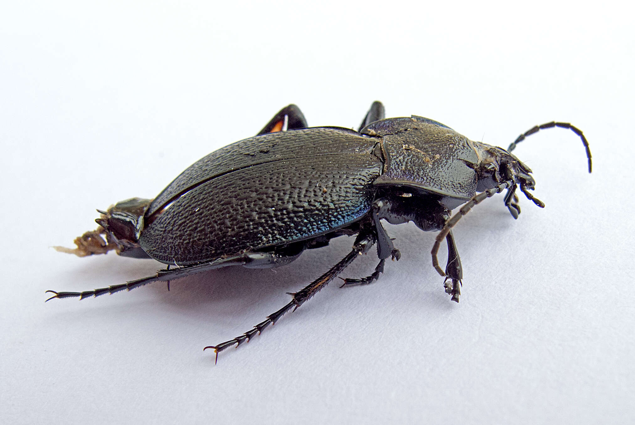 Image of Carabus (Archicarabus) wiedemanni wiedemanni Ménétriés 1836