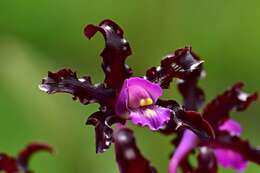 Plancia ëd Laelia splendida (Schltr.) L. O. Williams