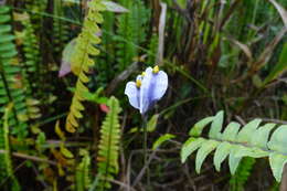 Image of Burmannia stuebelii Hieron. & Schltr.