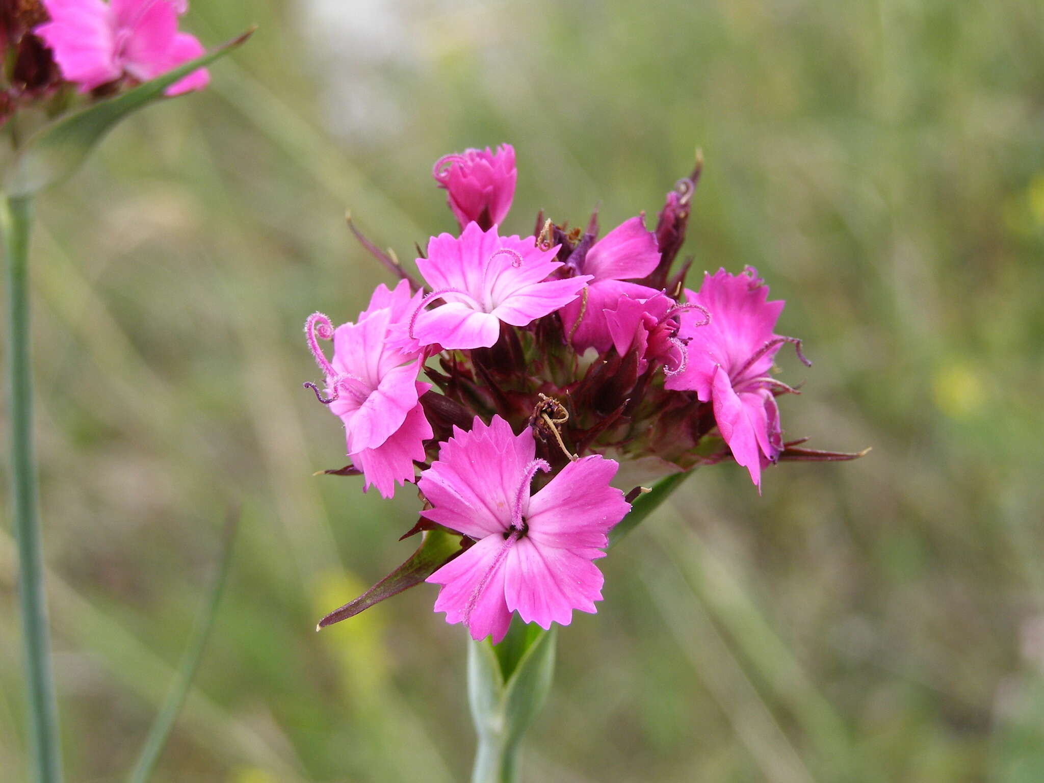 Image of Dianthus capitatus Balb. ex DC.