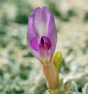 Imagem de <i>Astragalus <i>argophyllus</i></i> var. argophyllus