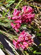 Plancia ëd Erica steinbergiana var. steinbergiana