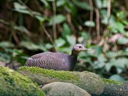 Crypturellus atrocapillus (Tschudi 1844) resmi