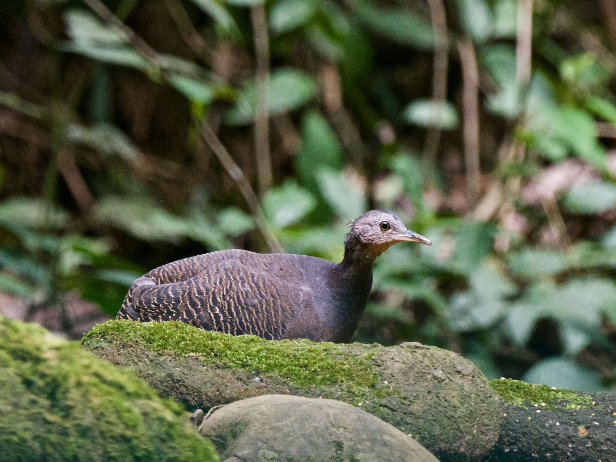 Image of Black-capped Tinamou