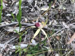 Image of Caladenia uliginosa subsp. uliginosa