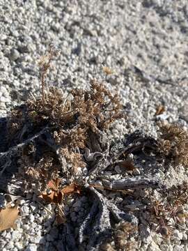 Imagem de Artemisia pygmaea A. Gray