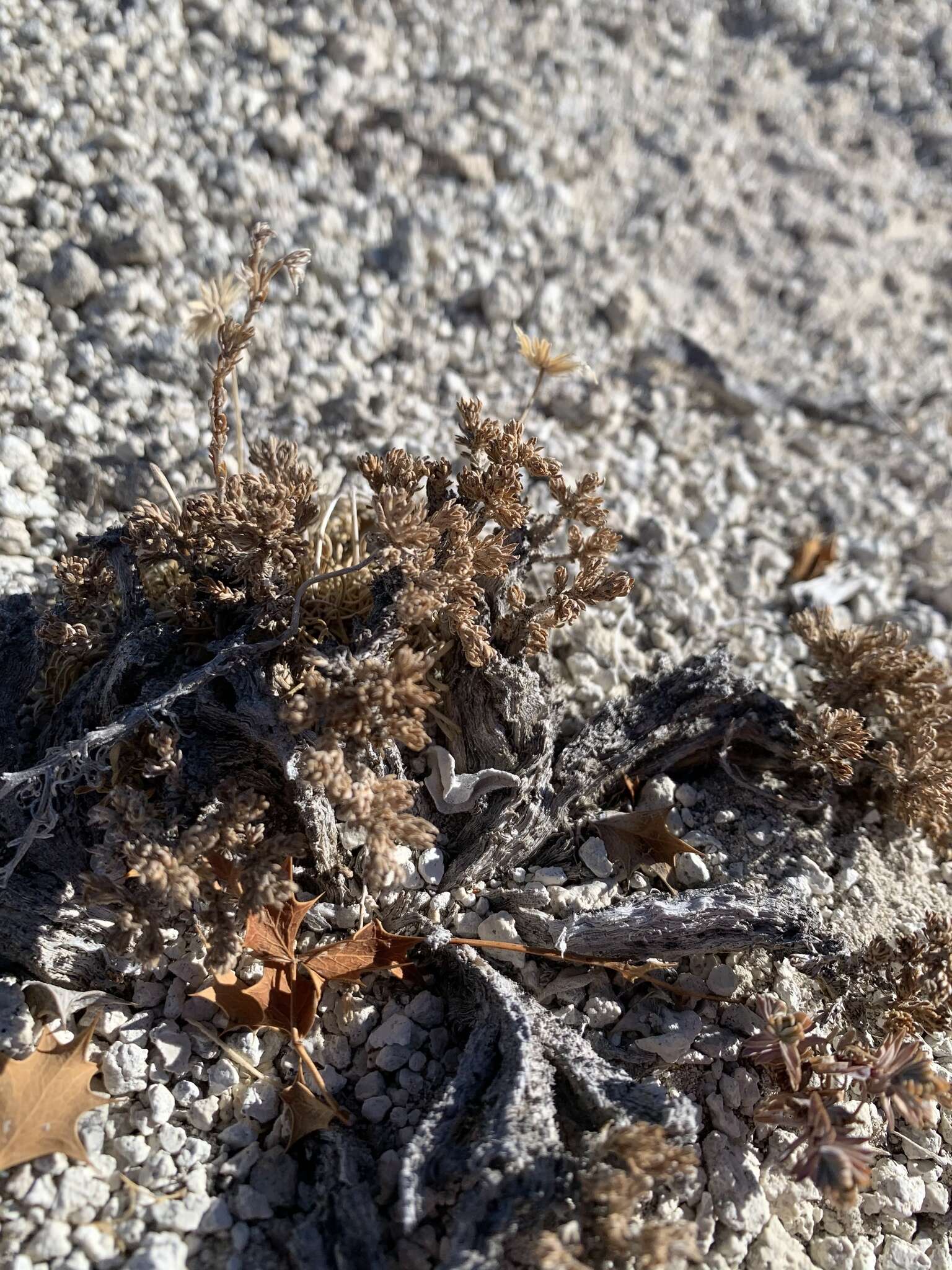 Image of pygmy sagebrush