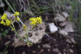 Image of Eriogonum hieracifolium Benth.