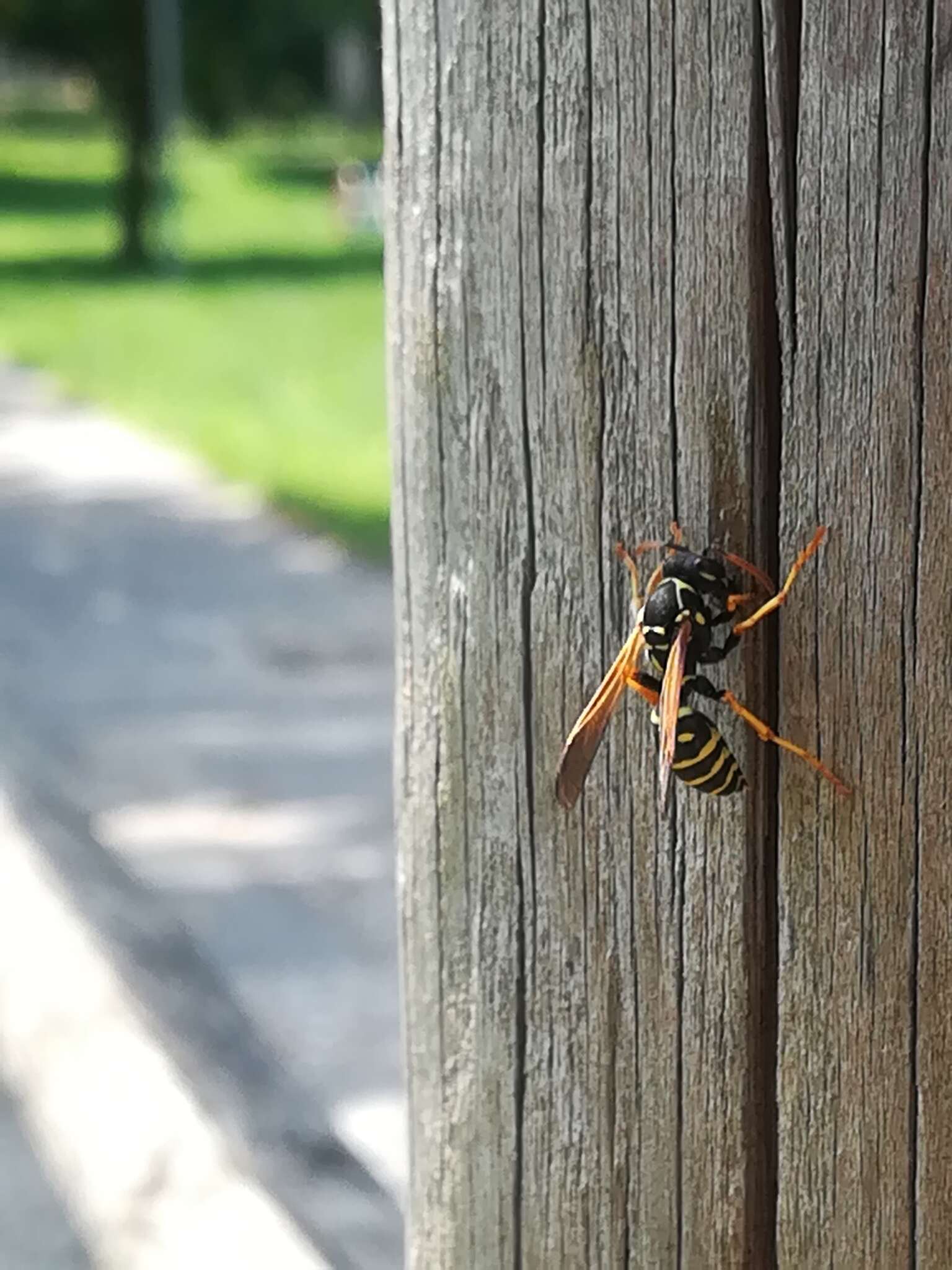 Polistes nimpha (Christ 1791)的圖片