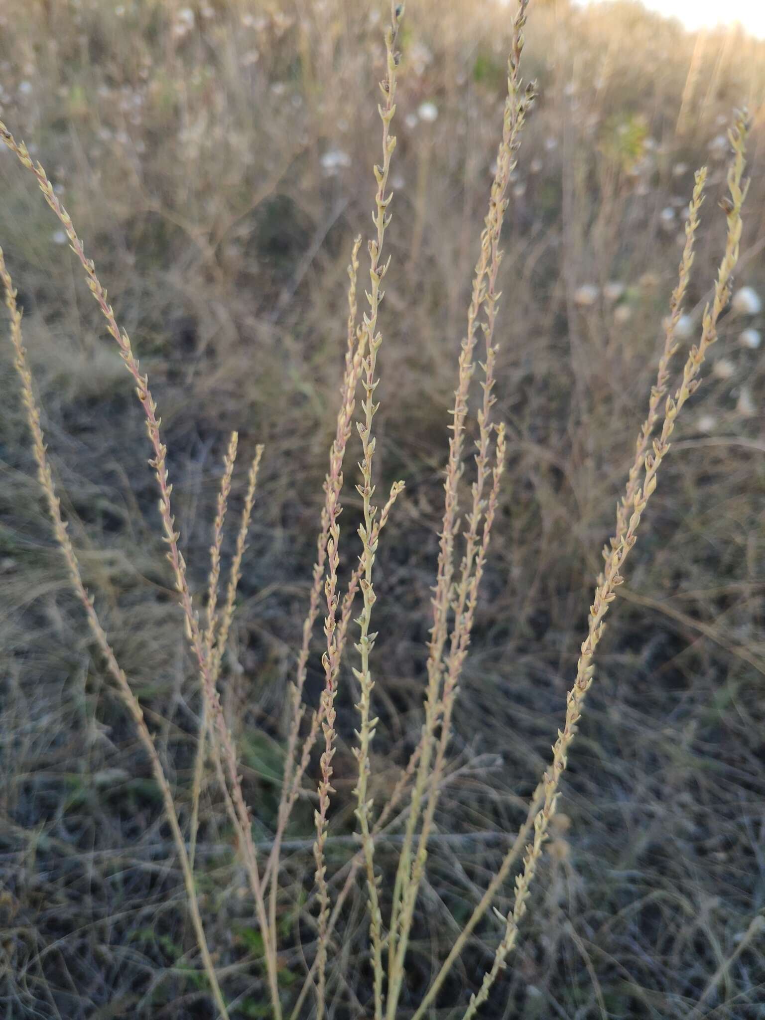 Sivun Thymelaea passerina (L.) Coss. & Germ. kuva