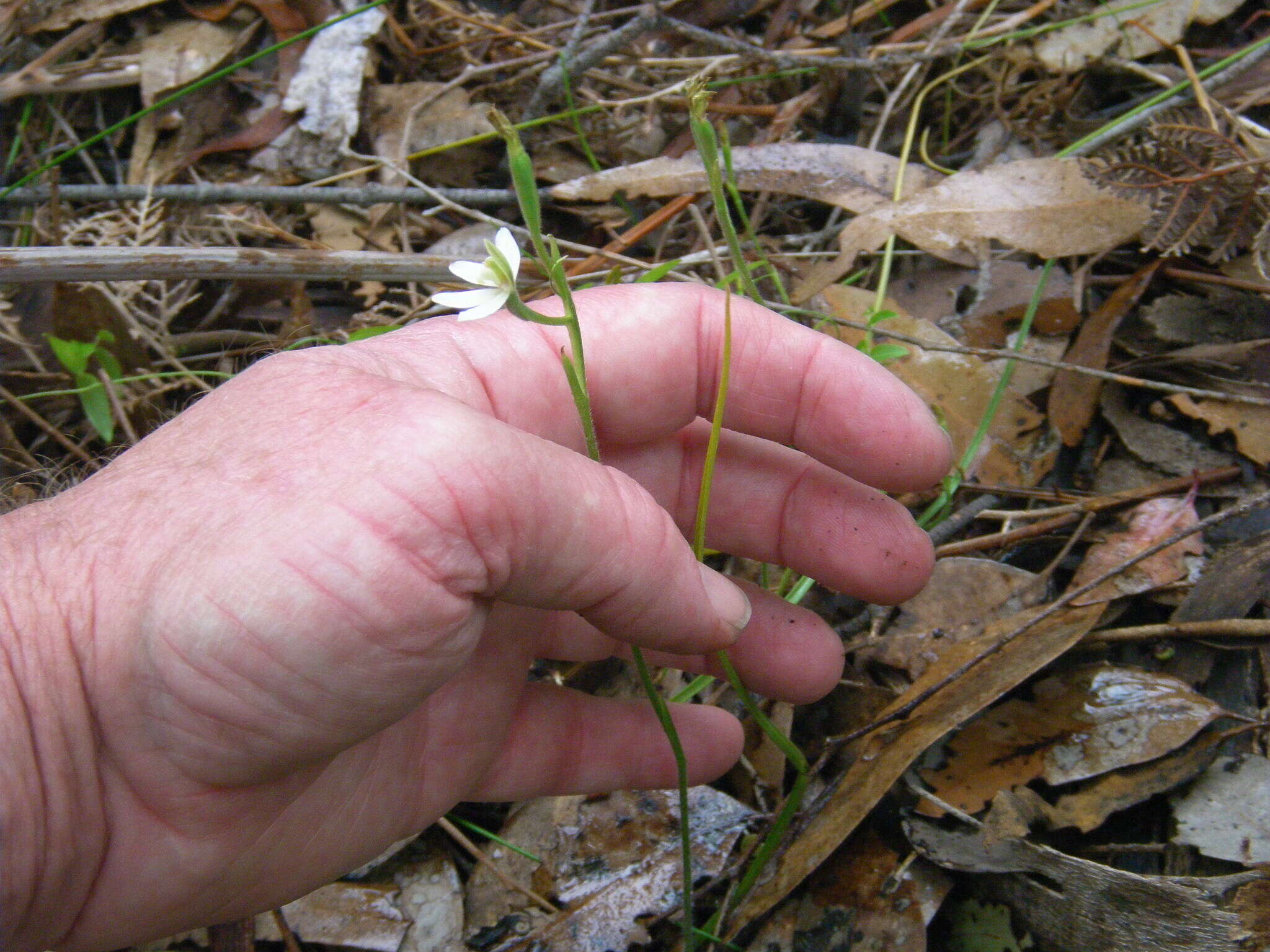 Image of Long-leaf fingers