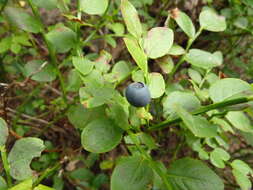 Image of Vaccinium myrtillus subsp. myrtillus