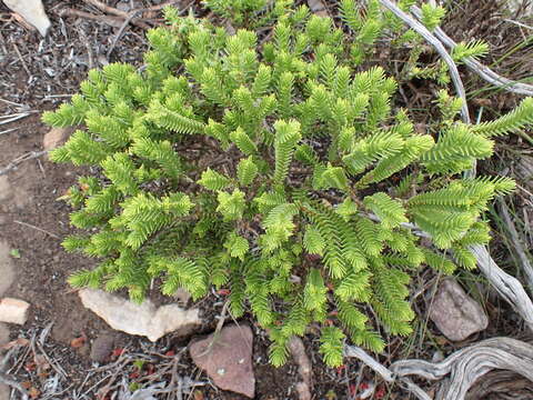 Image of Crassula ericoides Haw.