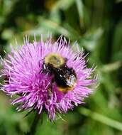 Imagem de Bombus bellicosus Smith 1879