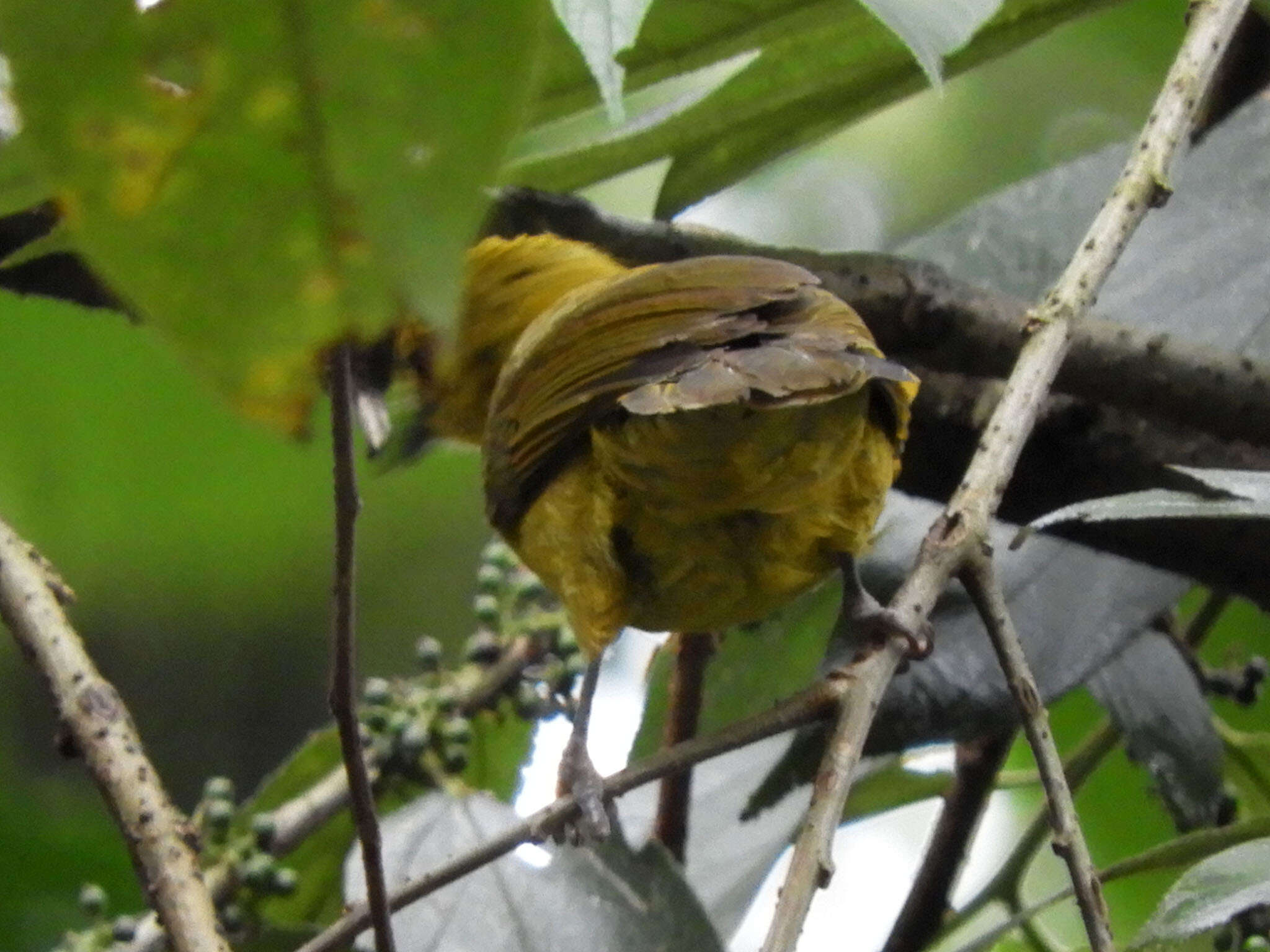 Слика од Chlorocichla laetissima (Sharpe 1899)