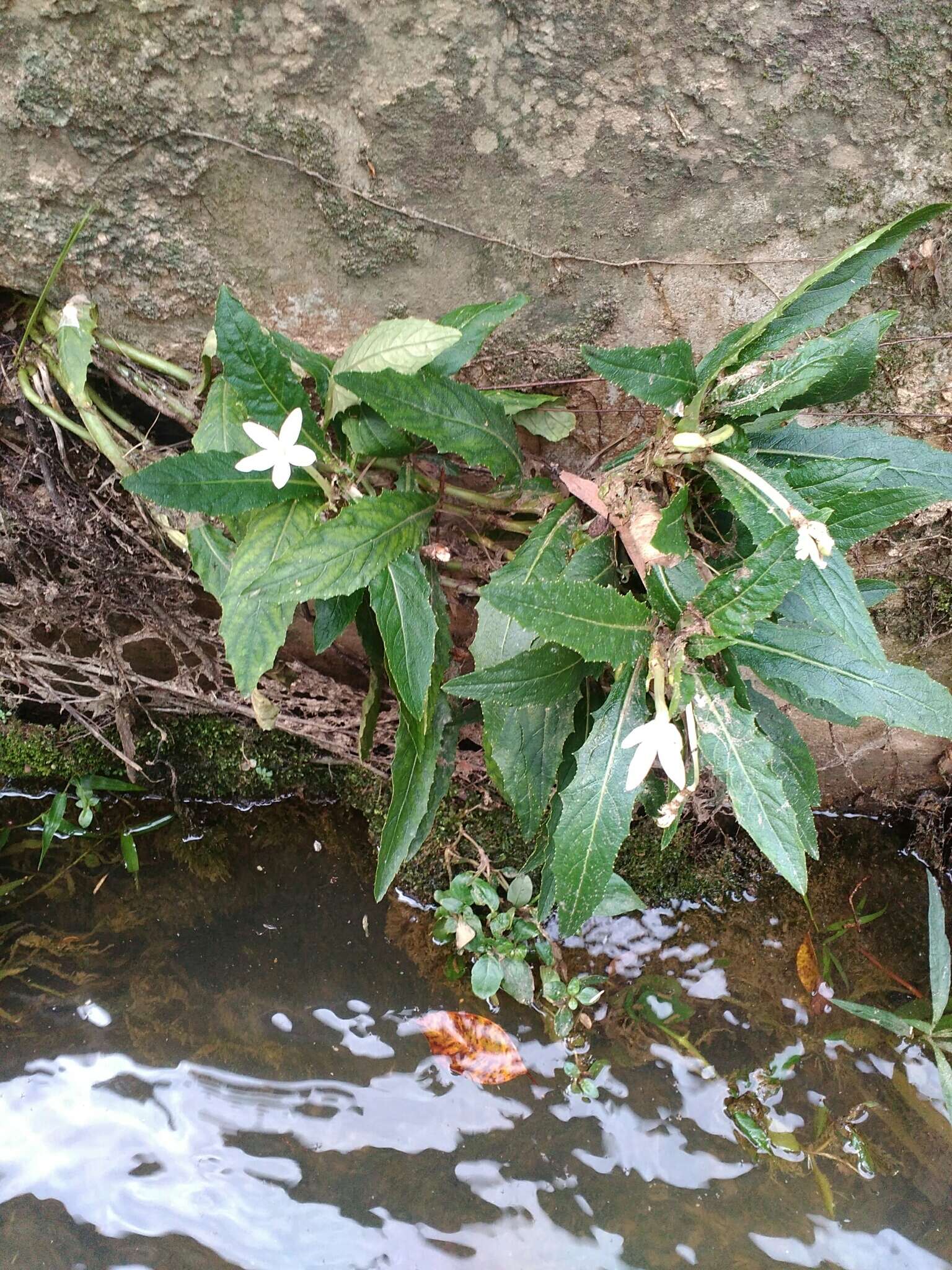 Image of hippobroma