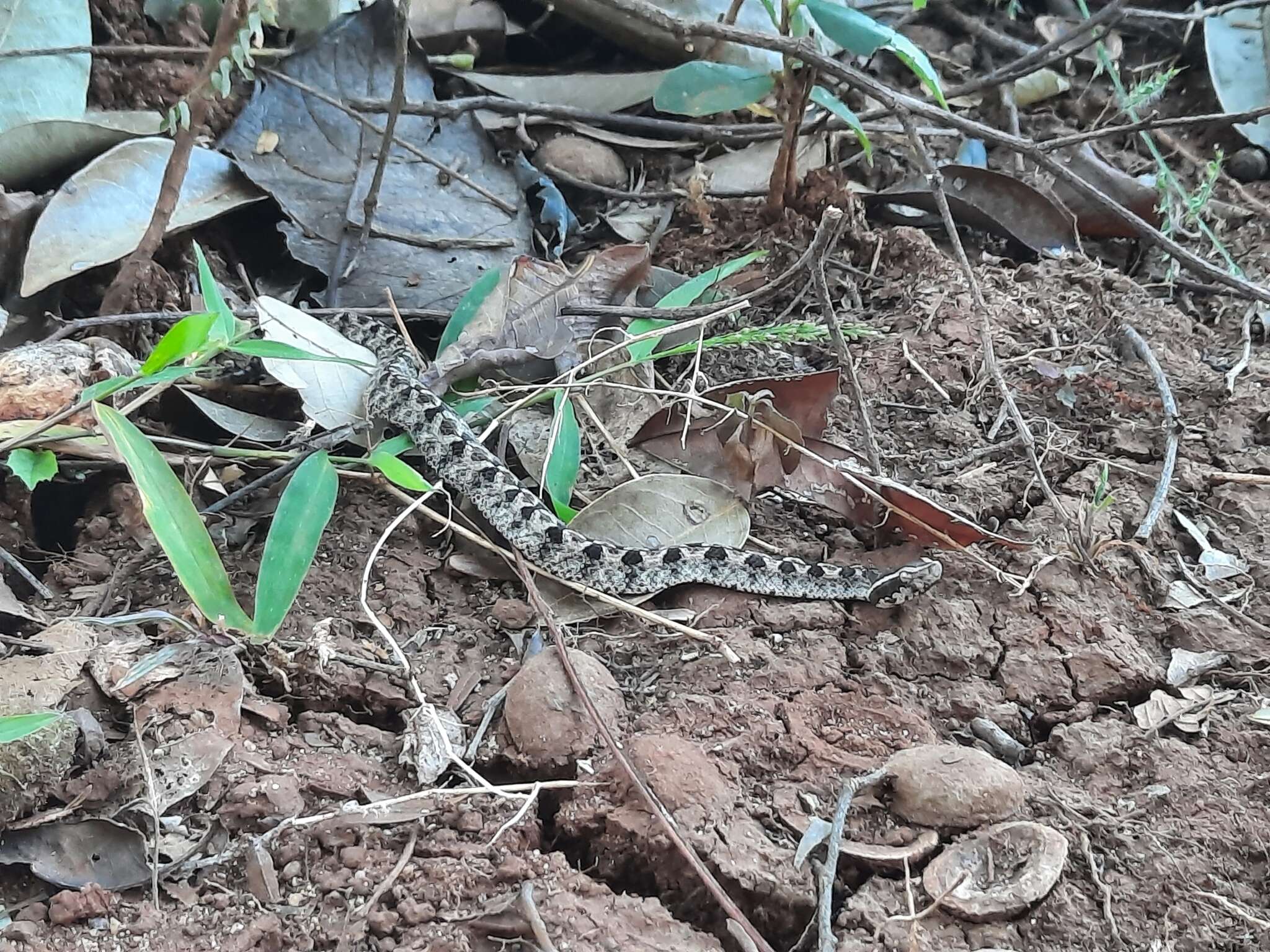 Image of Malayan Pit Viper