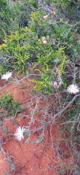 Image of Mesembryanthemum englishiae L. Bol.