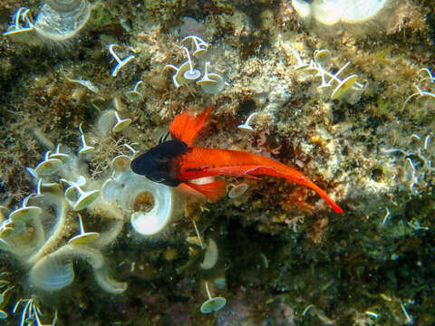 Image of Red-black triplefin