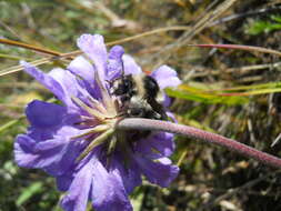 Image of Bombus exil (Skorikov 1922)