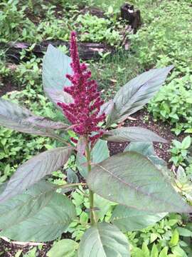 Image of Mexican Grain Amaranth