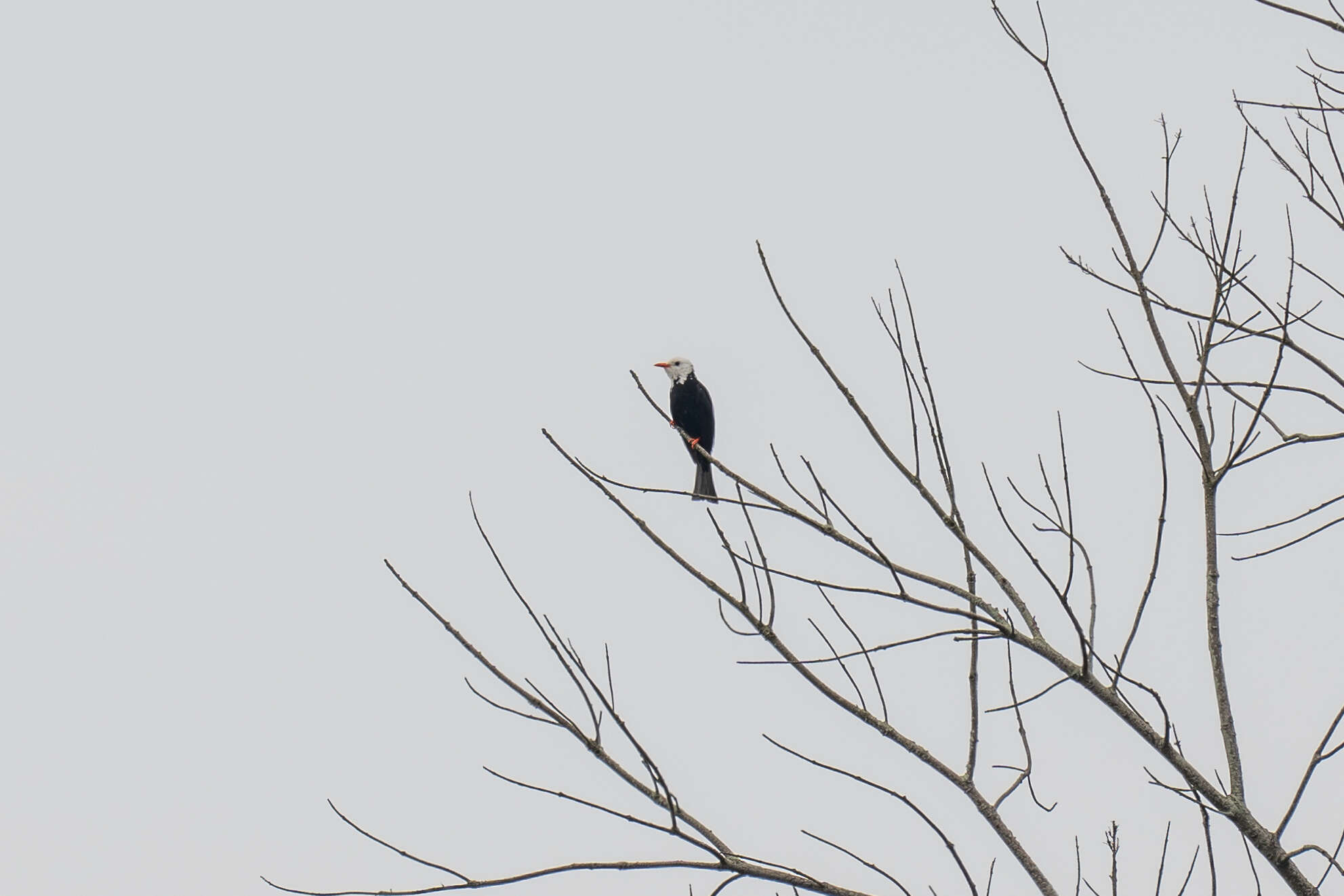 صورة Hypsipetes leucocephalus leucocephalus (Gmelin & JF 1789)