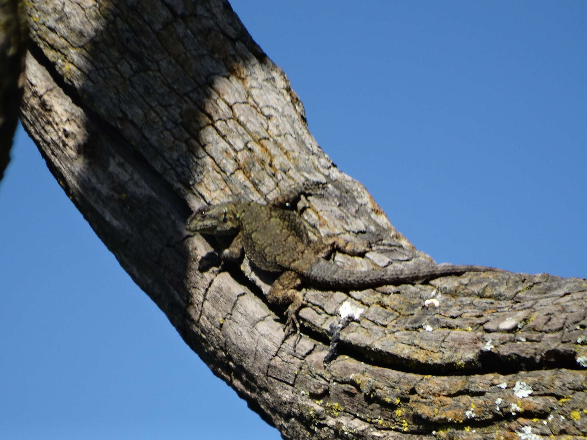 Image of Graphic Spiny Lizard