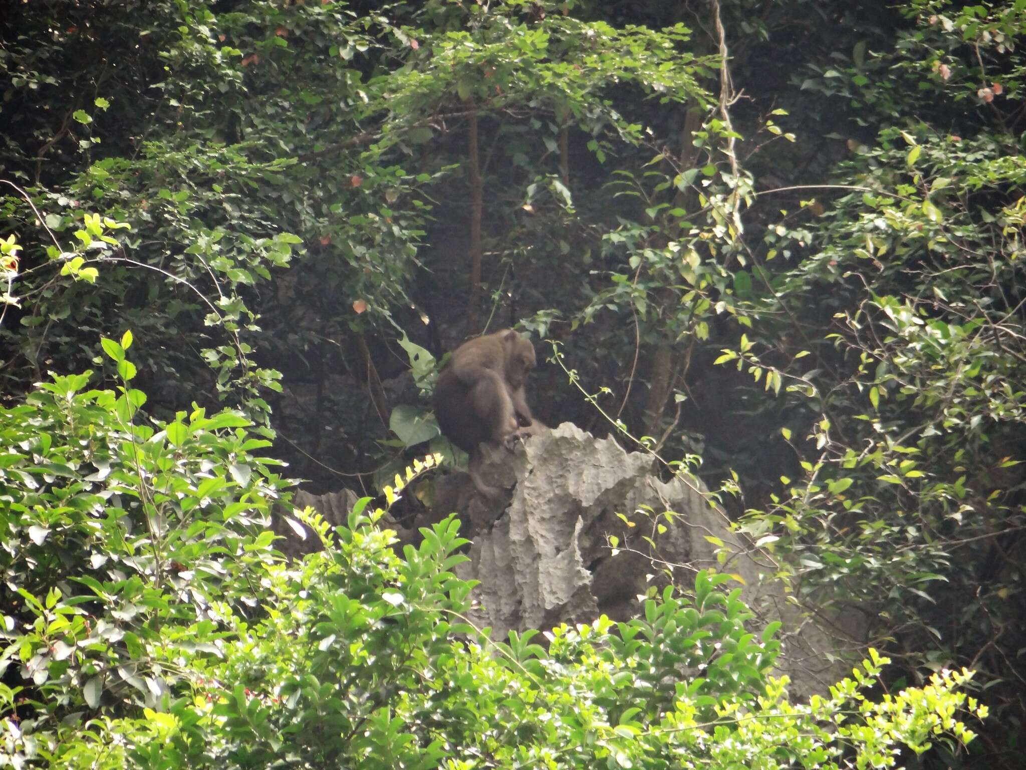 Image of Assam Macaque