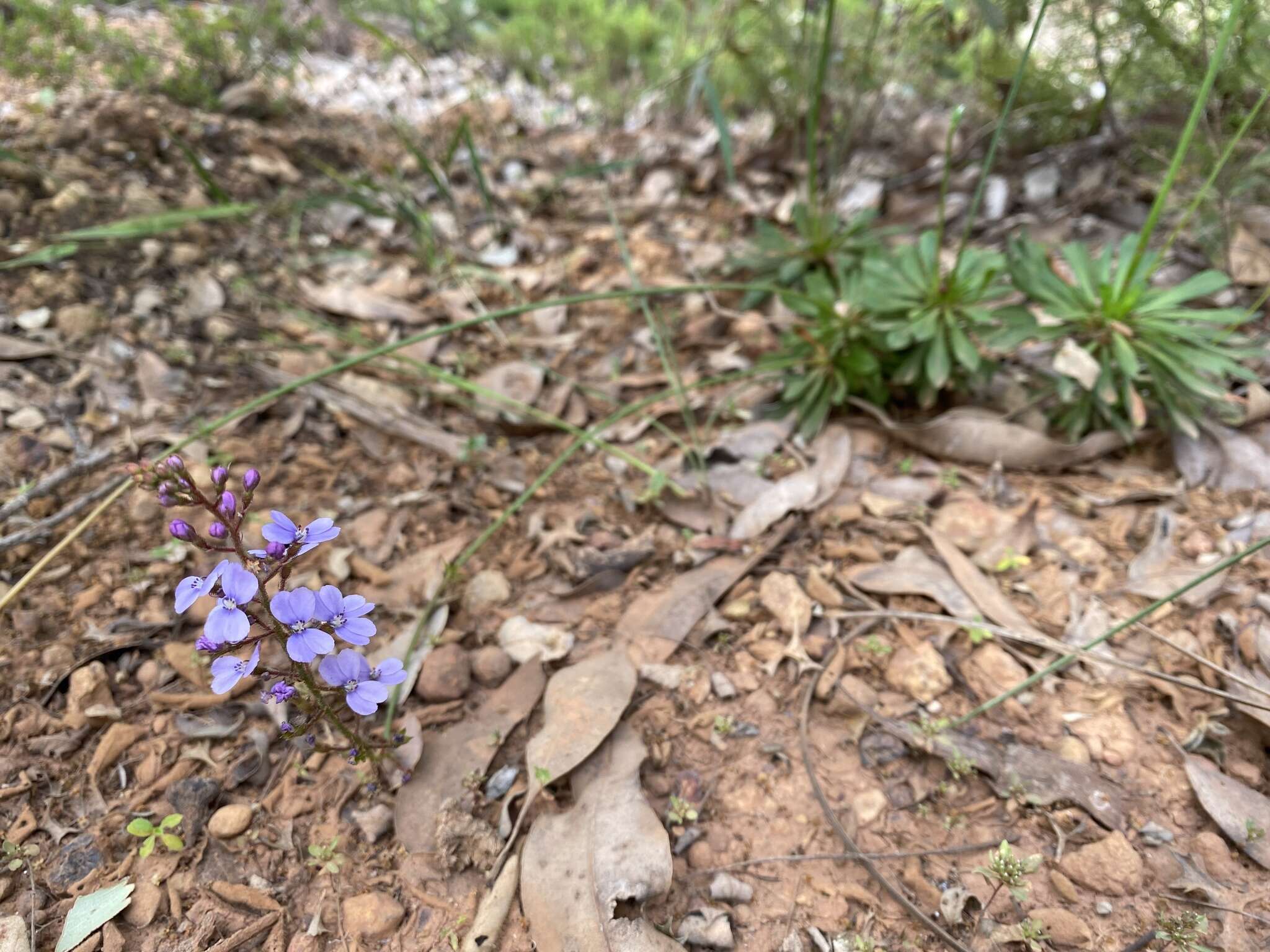 Image de Stylidium amoenum R. Br.