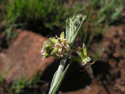 صورة Miraglossum pulchellum (Schltr.) F. K. Kupicha