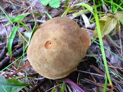 Image of Boletus ferrugineus Schaeff. 1774