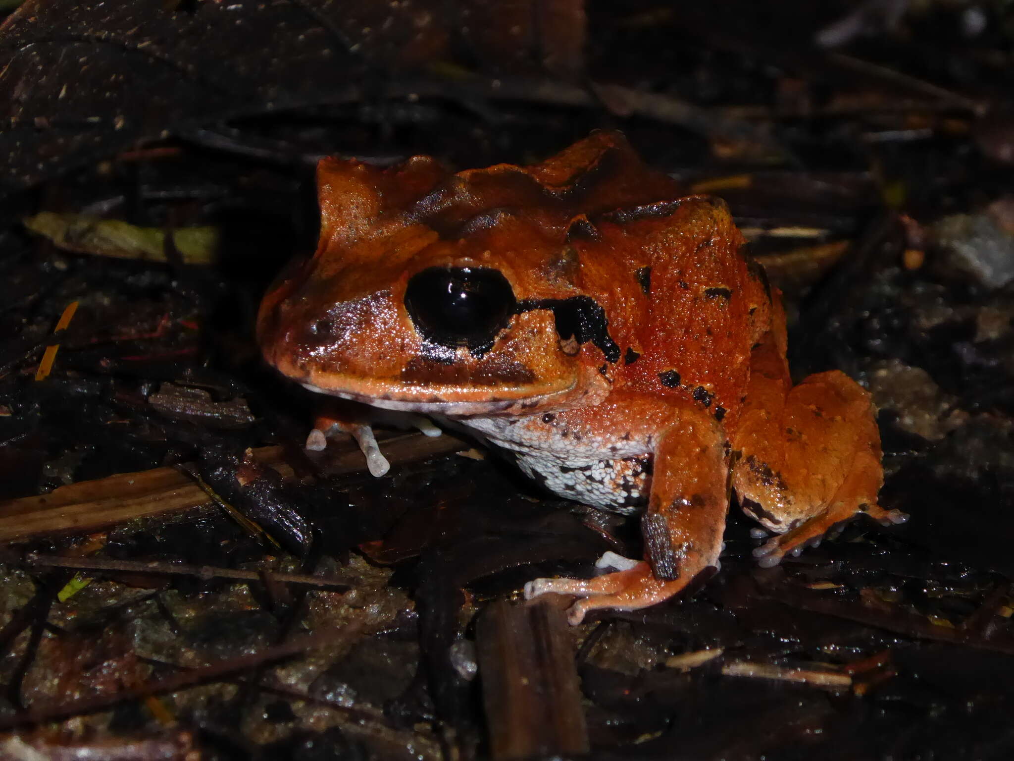 Image de Craugastor megacephalus (Cope 1875)