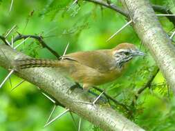 Image of Happy Wren