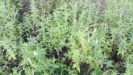 Image of Mentha longifolia subsp. capensis (Thunb.) Briq.