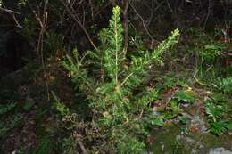 Image of Tree Heath