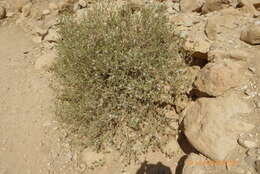 Image of Tetraena dumosa (Boiss.) Beier & Thulin