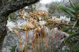 Image de Aerangis ellisii (B. S. Williams) Schltr.