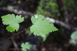 Image of Mountain Ribbon Wood