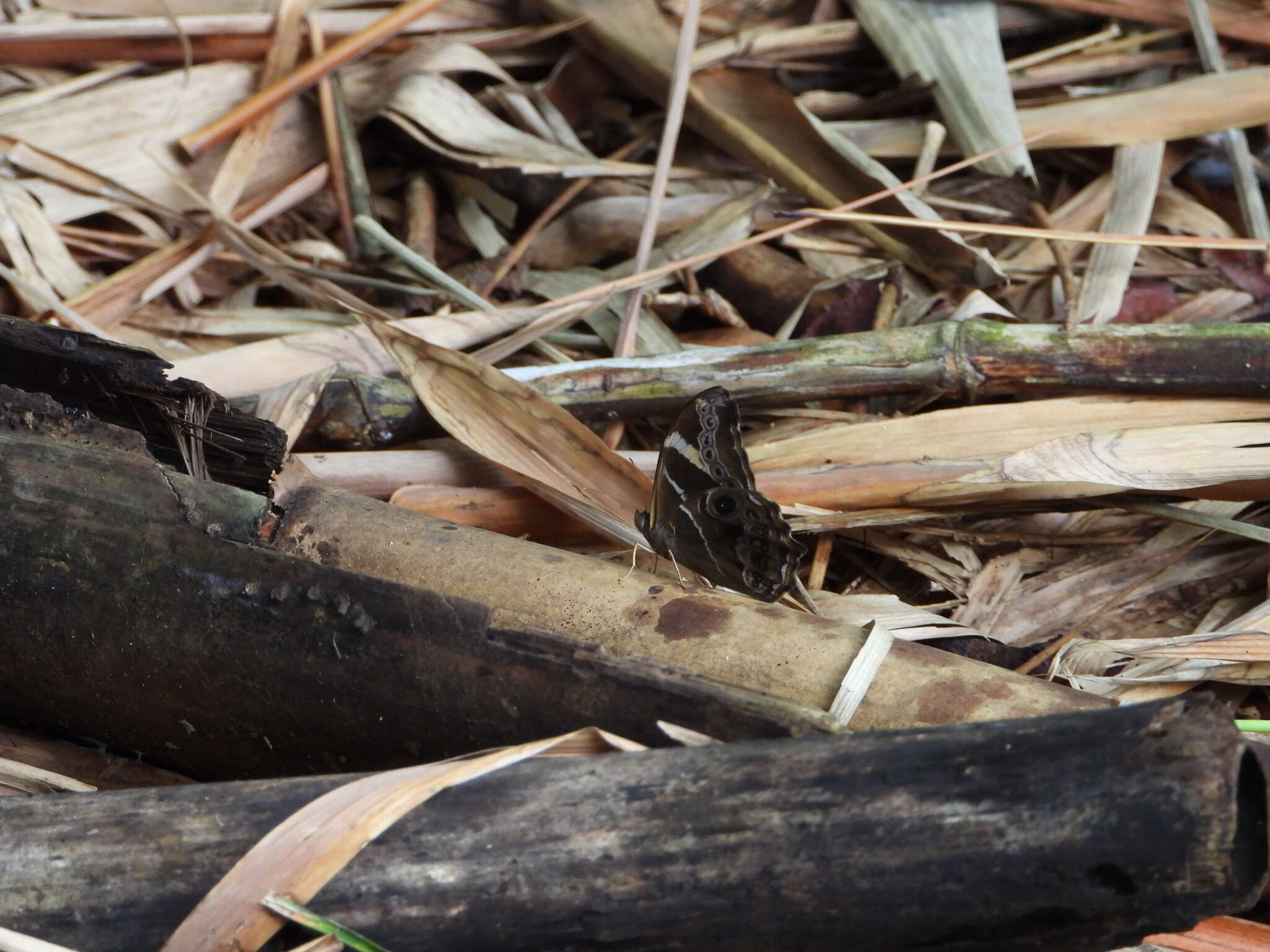 Image of Bamboo Tree Brown